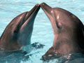 http://www.jornalorebate.com.br/177/golfinhos.jpg