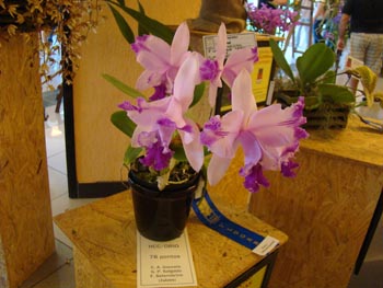 http://www.jornalorebate.com.br/238/DSC08332.JPG