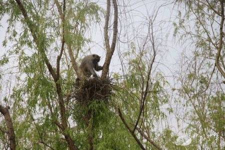 http://www.jornalorebate.com.br/424/macaco.gif