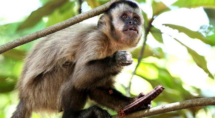 macaco febre amarela