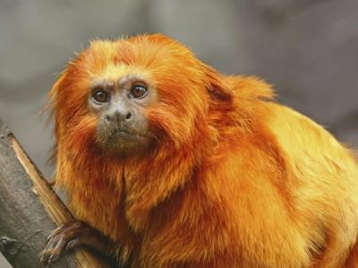 MPF/RJ: Obras do primeiro viaduto vegetado no Brasil se iniciam na BR-101