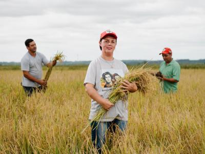 Os segredos do arroz sem venenos
