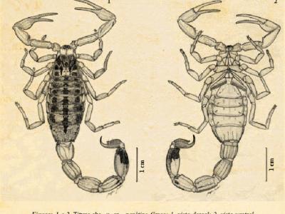 Brasília, um escorpião e outros bichos peçonhentos