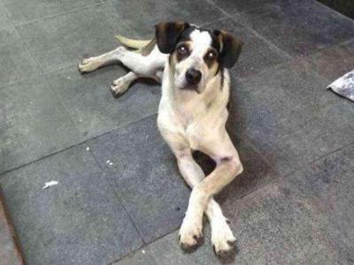 A defesa dos animais exige comprometimento com a ética